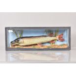 Esox Lucius, Taxidermy, a cased Northern Pike, case 71cm in length