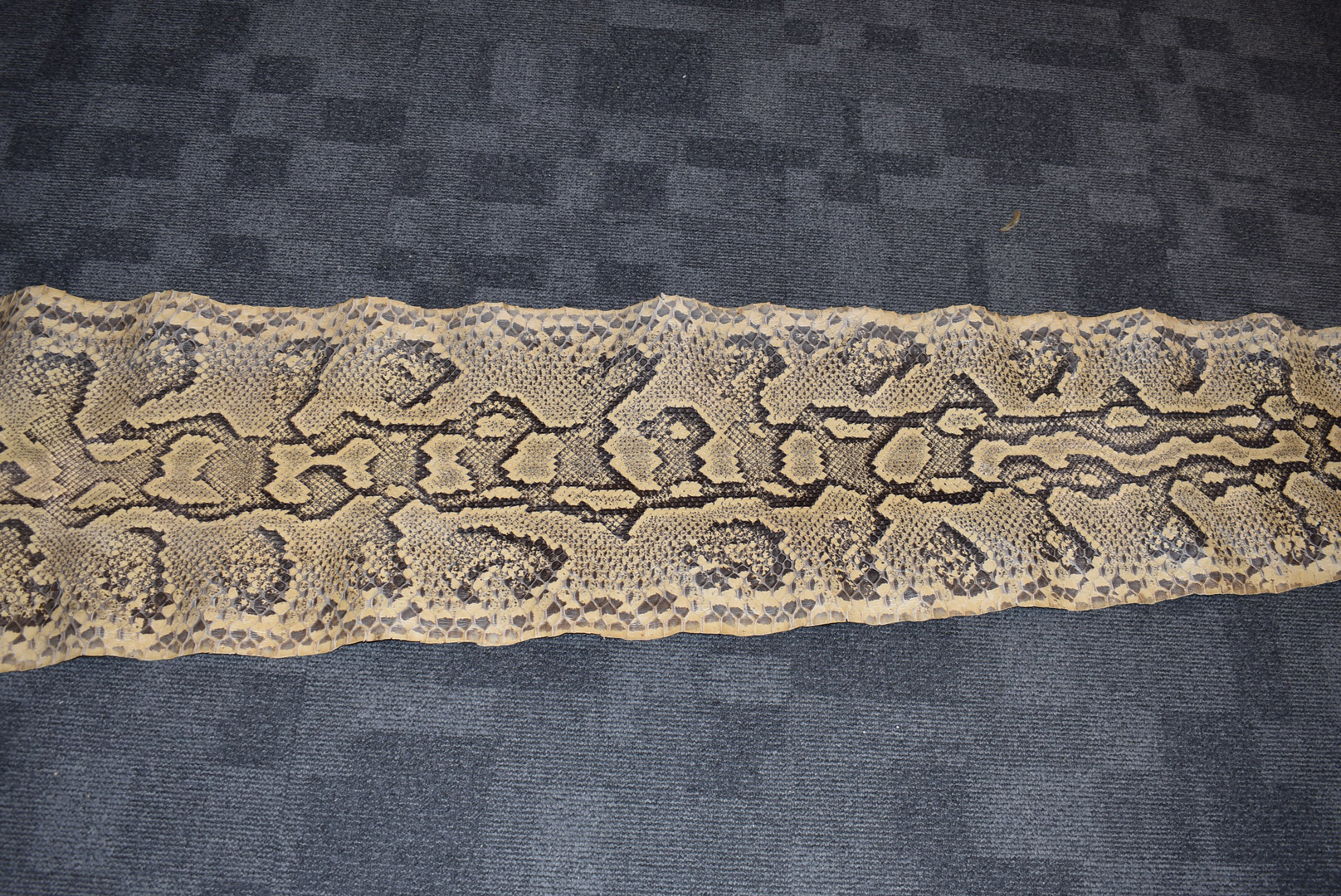 A large Python flat skin, (Pythonidae), laid on backing material, with Made in Switzerland stamp, - Bild 4 aus 8