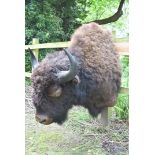 A head mount of a North American adult male Bison, (Bison Bison), from the wall approximately