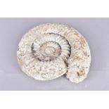 Ammonite Fossil, a good example, 25cm x 9cm, approx. 5.9kg