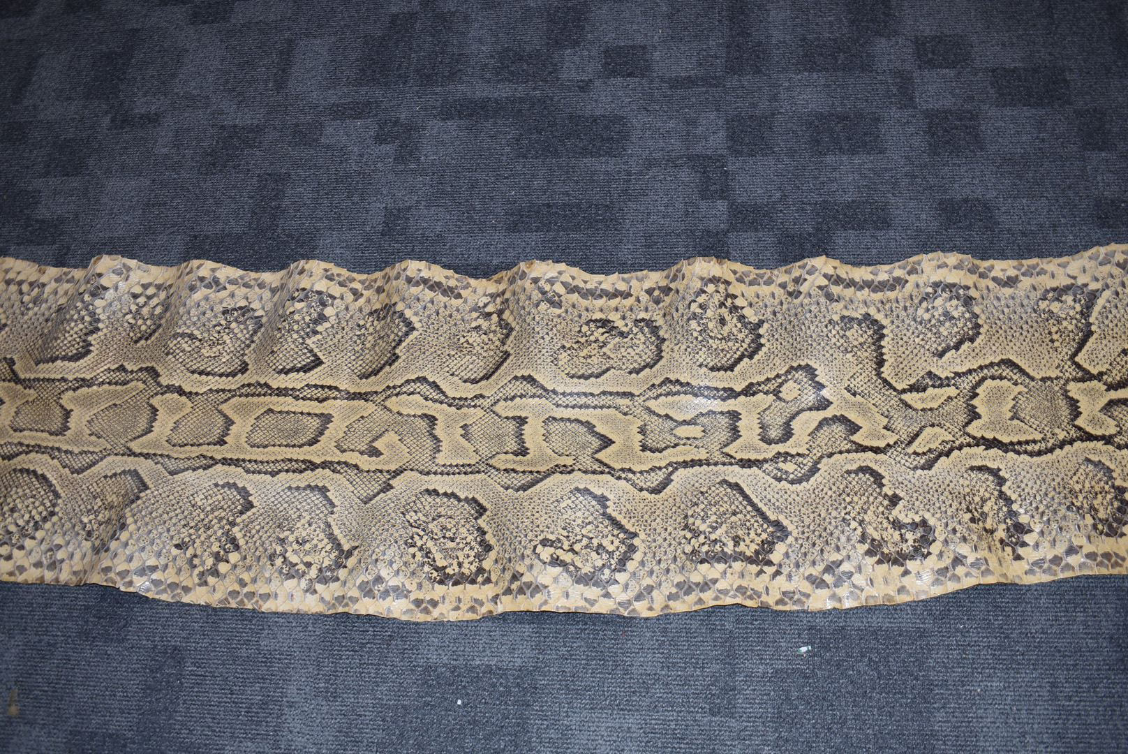 A large Python flat skin, (Pythonidae), laid on backing material, with Made in Switzerland stamp, - Bild 5 aus 8