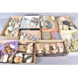 An extensive collection of fossils, to include sea sponges, small Ammonites, worm or mollusc