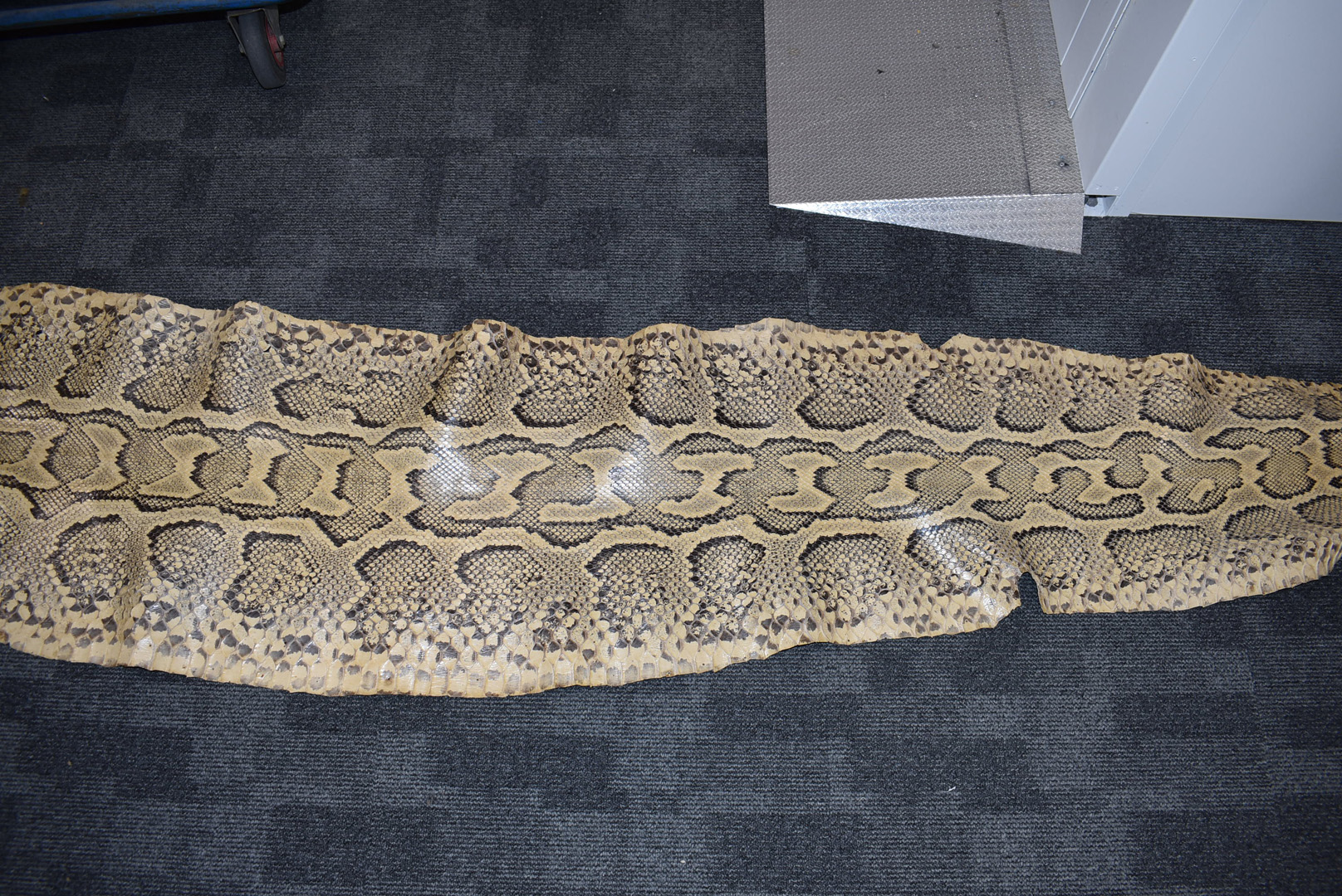 A large Python flat skin, (Pythonidae), laid on backing material, with Made in Switzerland stamp, - Bild 7 aus 8