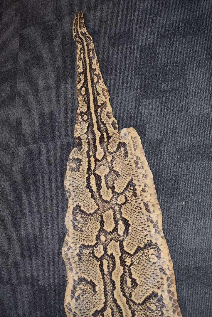 A large Python flat skin, (Pythonidae), laid on backing material, with Made in Switzerland stamp, - Bild 3 aus 8