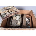 A collection of fossils and minerals, to include a small ammonite, fossilised seashells, coral,