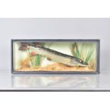 Esox Lucius, Taxidermy, a cased Pike, case 77cm x 30.5cm x 13cm