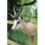 A head mount of a South African Springbok, (Antidorcas Marsupialis), with approximately 13in. curved