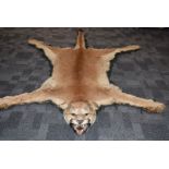 Puma skin with head mount, (Puma Concolor), circa 1920s, 196cm long from head to tip of tail