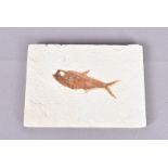 Knightia Alta, Fossilised fish, the 10cm long fish, preserved in a white tile