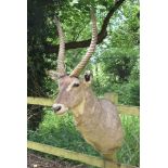 A head mount of a Waterbuck, (Kobus Ellipsiprymnus), with approximately 24in horns good condition,