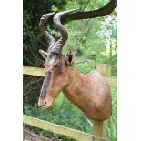 A head mount of an African Hartebeest, (Alcelaphus Buselaphus), also known as Kongoni or Kaama, with