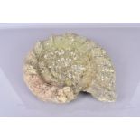 Ammonite Fossil, a good sized example with defining form, with a couple of cracks but without