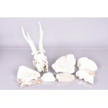 A small collection of sea shells and coral, together with a Roe Deer Skull (parcel)
