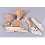 A selection of fossilised bone, comprising a ball joint and socket, parts of jaw bone with visible