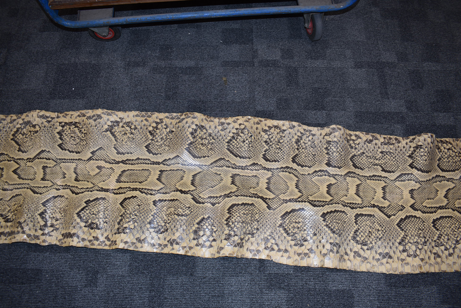 A large Python flat skin, (Pythonidae), laid on backing material, with Made in Switzerland stamp, - Bild 6 aus 8
