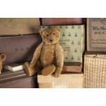 Woodrow - an early Teddy Bear circa 1910, with dark golden mohair, flat black boot button eyes,