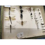 A cased insect collection from the 1960s / 70s curated by H. Taylor, an amateur entomologist who