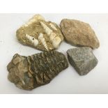 Four Fossils various