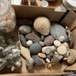 A mixed collection of Seashells, Fossils, Bones, C