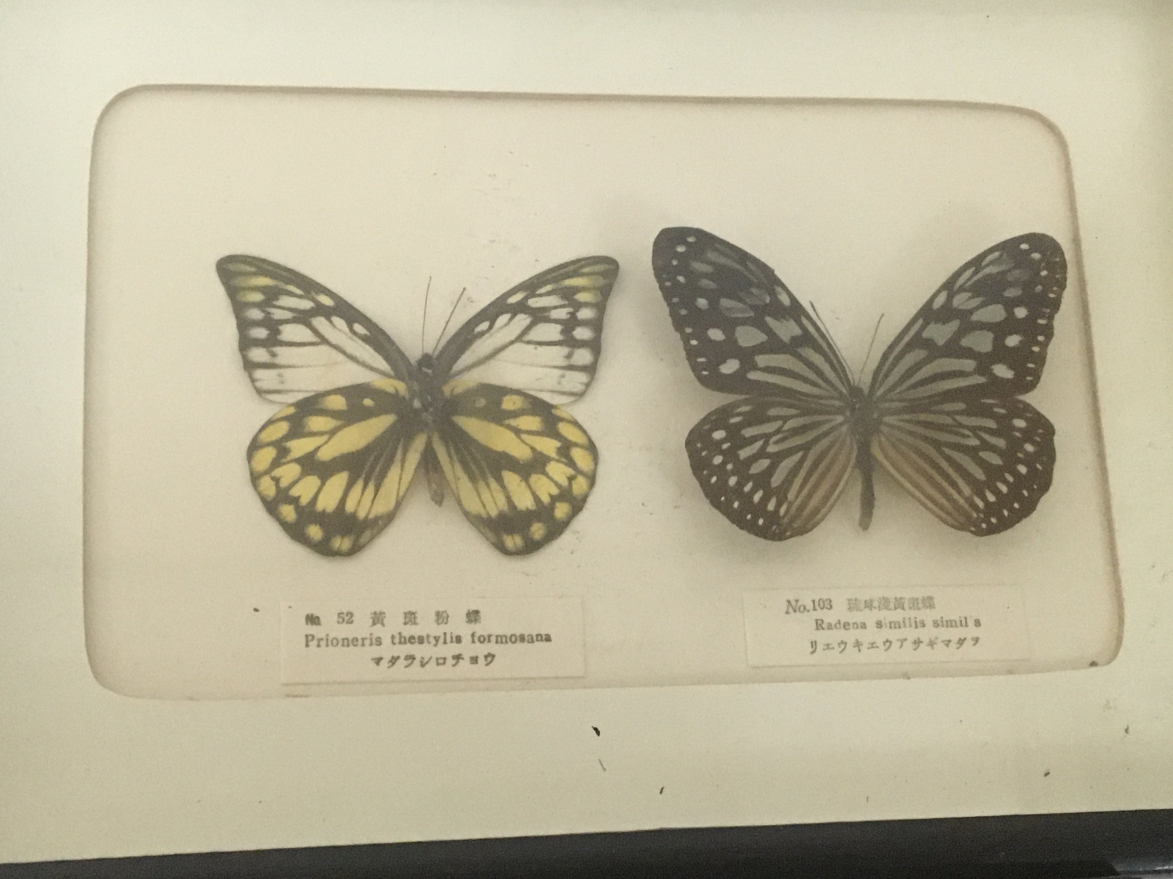 Five Framed taxidermy butterfly and moth examples - Image 3 of 3