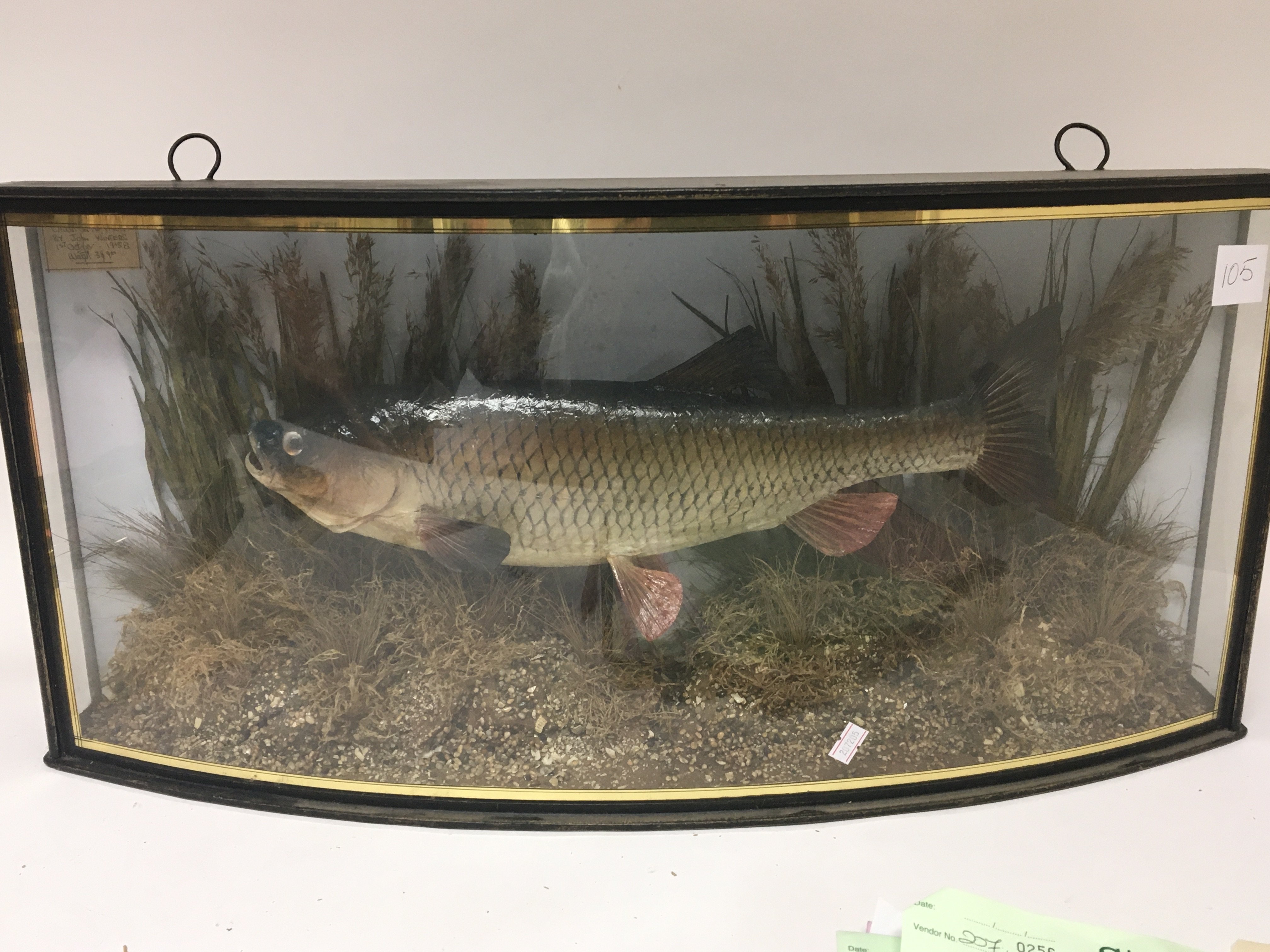 A Taxidermy of a trophy fish a large Chub caught o