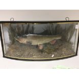 A Taxidermy of a trophy fish a large Chub caught o