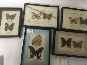 Five Framed taxidermy butterfly and moth examples