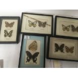 Five Framed taxidermy butterfly and moth examples