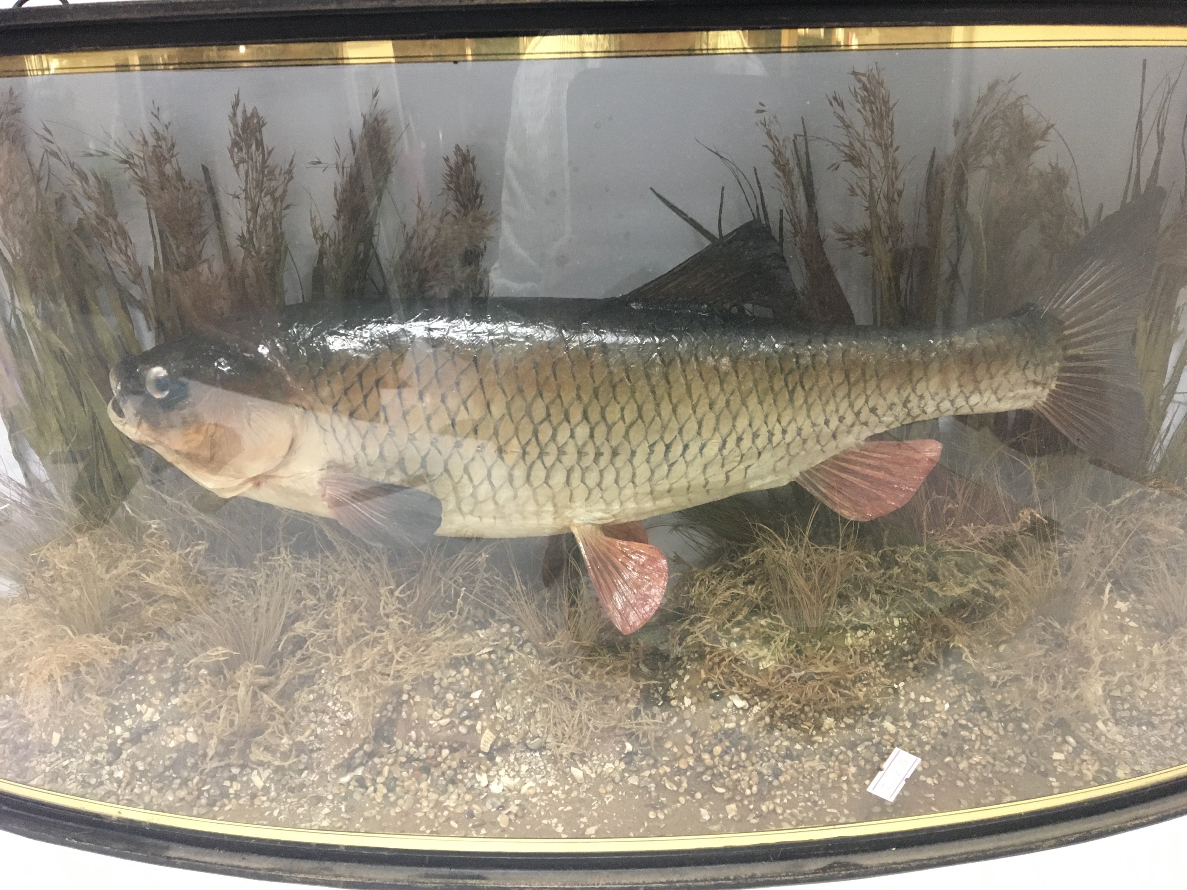 A Taxidermy of a trophy fish a large Chub caught o - Image 3 of 3