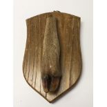 Small old mounted deers hoof on small wooden shiel