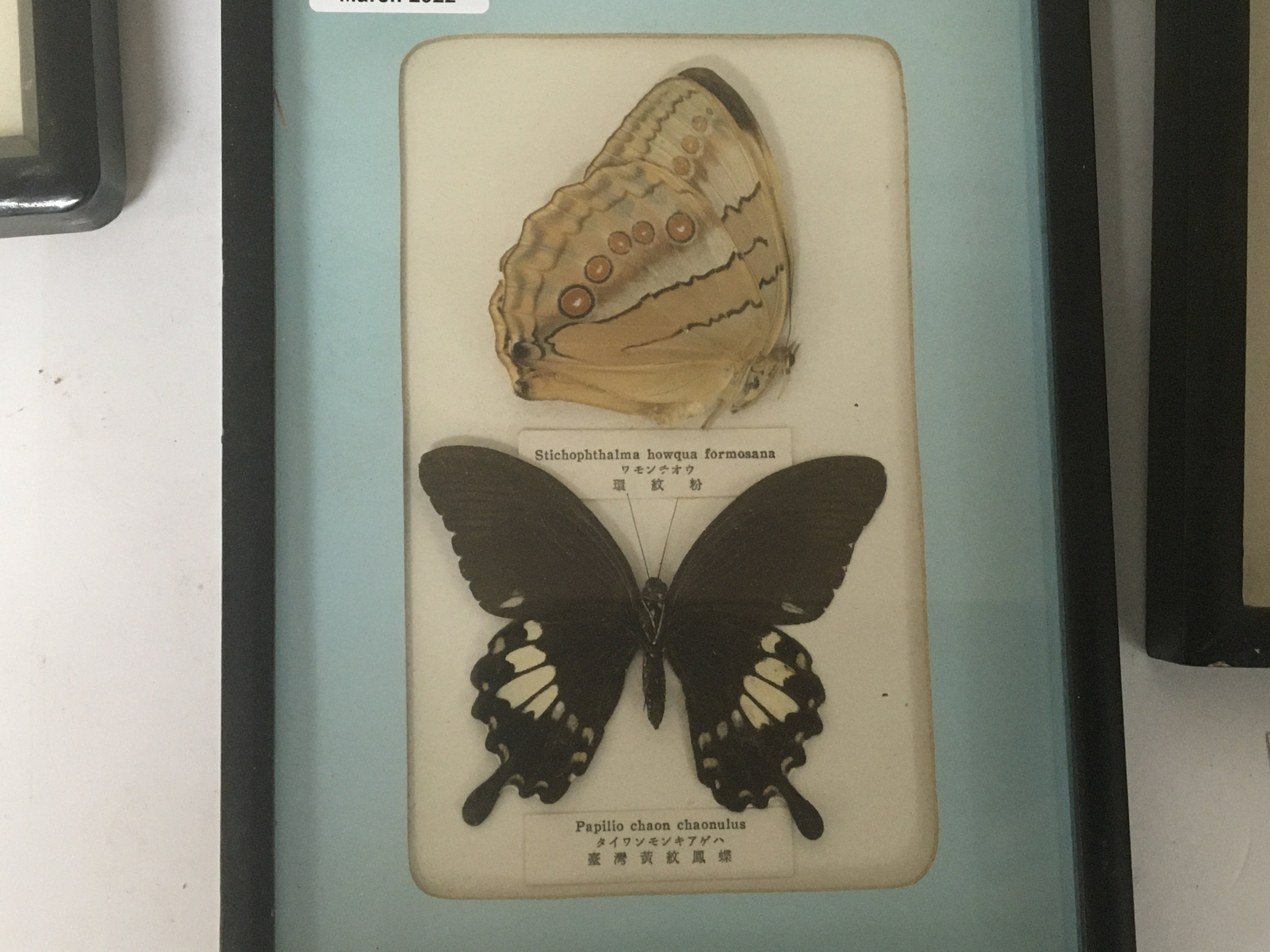 Five Framed taxidermy butterfly and moth examples - Image 2 of 3