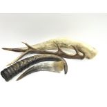 Collection of various horns including cow/deer/mou