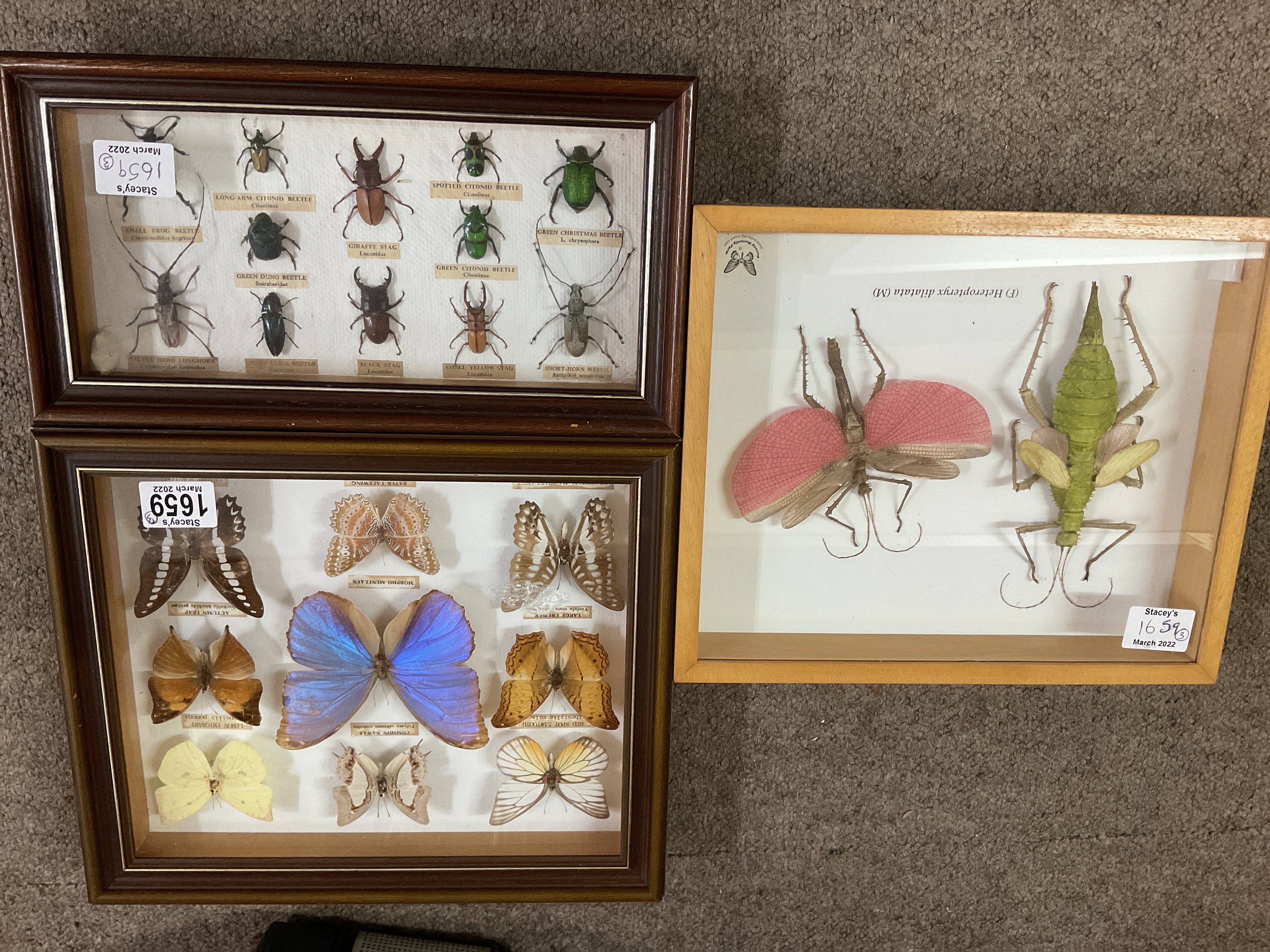 Three framed insects Collections under glass