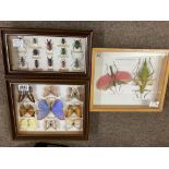 Three framed insects Collections under glass