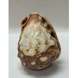 A 19th century conch shell, carved with a cameo de