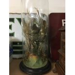 Taxidermy interest bird under glass dome 35 cm .