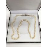 A boxed string of cultured pearls with a gold clas