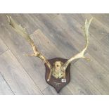 A pair of Fallow Deer antlers on wooden plaque N.Dunreggan 1926