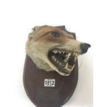 A Fox hunting trophy taxidermy fox head mounted on