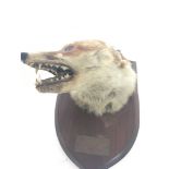 A Fox hunting trophy taxidermy fox head mounted on