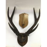 An old pair of mounted antlers plus a deer's hoof on a wooden shield (2).