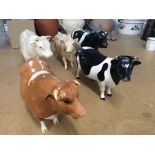 A collection of five Beswick cattle. No damage or
