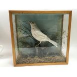 A Victorian taxidermy of a scarce white blackbird