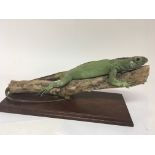 A Taxidermy model of a lizard. On a Mahogany plint