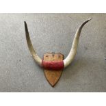 Pair very old long cattle horns on shield