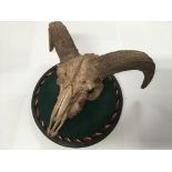 A good old rams skull and horns mounted on a round