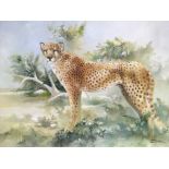 A Joel Kirk oil on canvas of a cheetah, approx 76cm x 64cm.