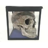 Small imitation skull in glazed case