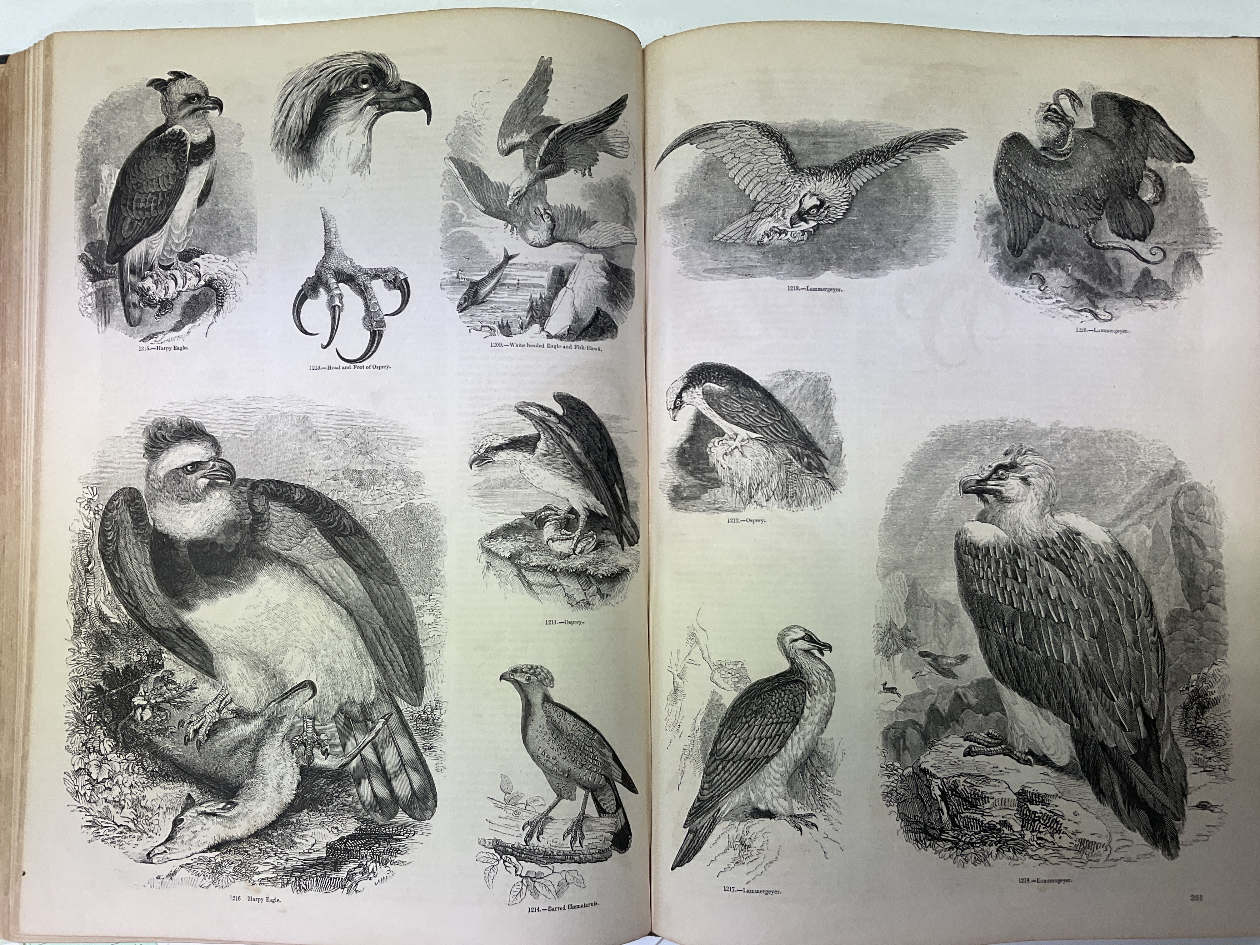 A bound edition of The Pictorial Museum of Animated Nature, Vol 1 Mammalia. Birds by Charles - Image 5 of 5