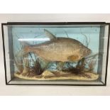 A cased fish specimen, Bream. 70 x 45cm case